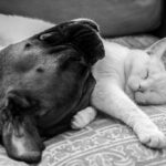 gîtes de france charente-maritime animaux acceptés