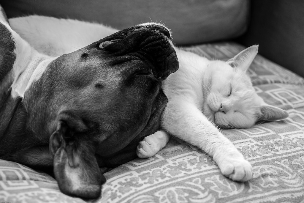 gîtes de france charente-maritime animaux acceptés