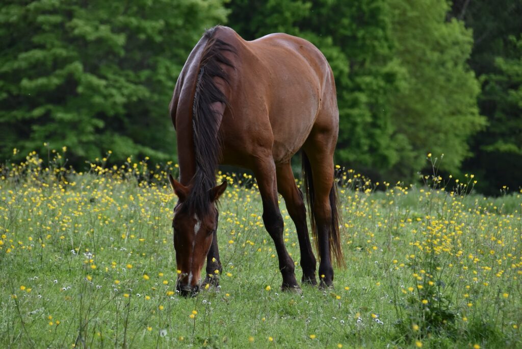 Louer un gîte équestre Charente